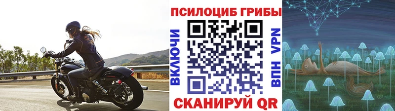 Галлюциногенные грибы Psilocybe  Калач-на-Дону 